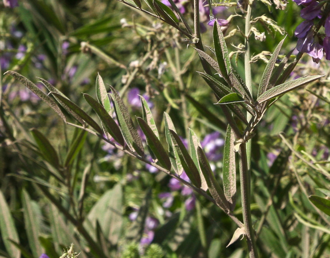 image of Galega officinalis, Professor-weed, Goat's Rue