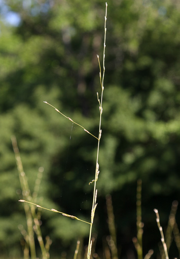 panicle