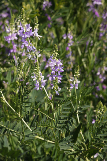 image of Galega officinalis, Professor-weed, Goat's Rue