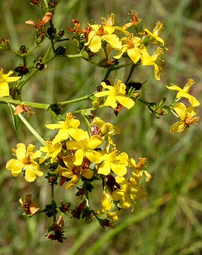 image of Hypericum cistifolium, Roundpod St. Johnswort