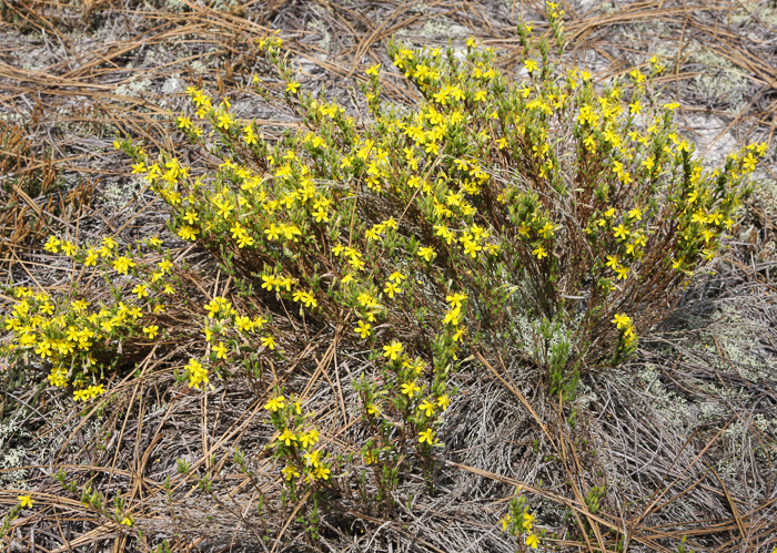 Northern Golden-heather