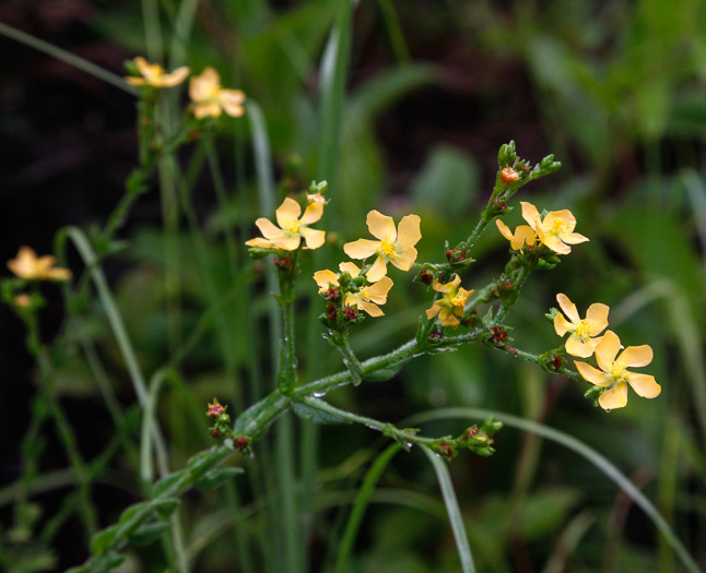 image of Hypericum setosum, Hairy St. Johnswort