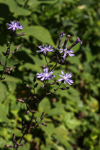 image of Lactuca biennis, Tall Blue Lettuce, Blue Wood Lettuce