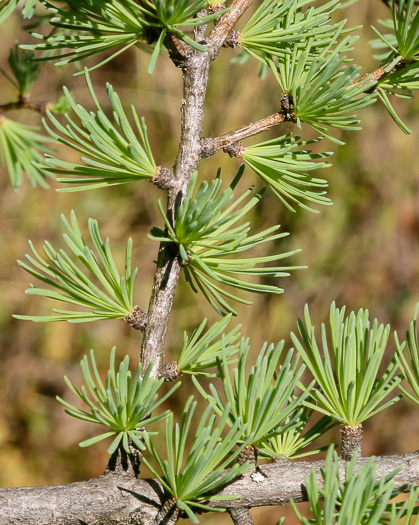 image of Larix laricina, Eastern Tamarack, Eastern Larch