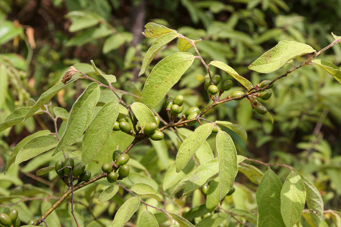 image of Lindera melissifolia, Southern Spicebush, Pondberry