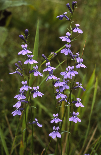 image of Lobelia batsonii, Streamhead Lobelia, Batson's Lobelia, Springhead Lobelia, Sandhills Lobelia