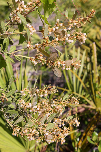 image of Lyonia ferruginea, Rusty Lyonia, Staggerbush, Dragonwood, Crookedwood