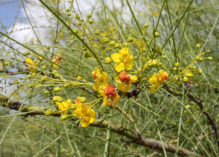 image of Parkinsonia aculeata, Jerusalem Thorn, Crown-of-Thorns, Horse-bean, Mexican Palo Verde