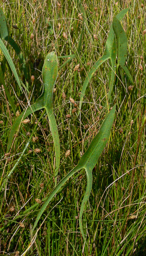 image of Sagittaria engelmanniana, Engelmann's Arrowhead, Blackwater Arrowhead