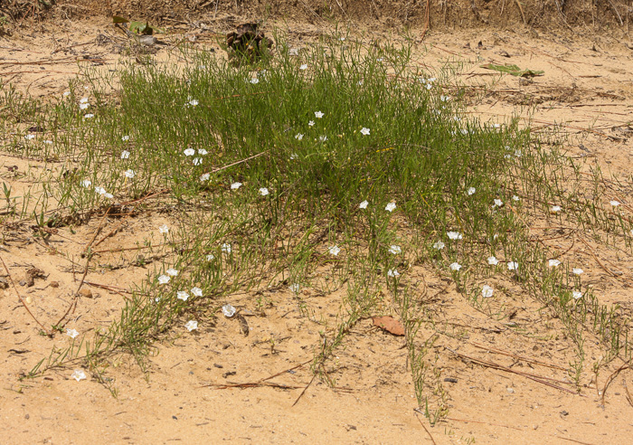 image of Stylisma pickeringii var. pickeringii, Pickering's Dawnflower