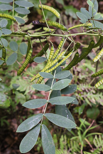 image of Senna marilandica, Maryland Wild Senna, Maryland Senna