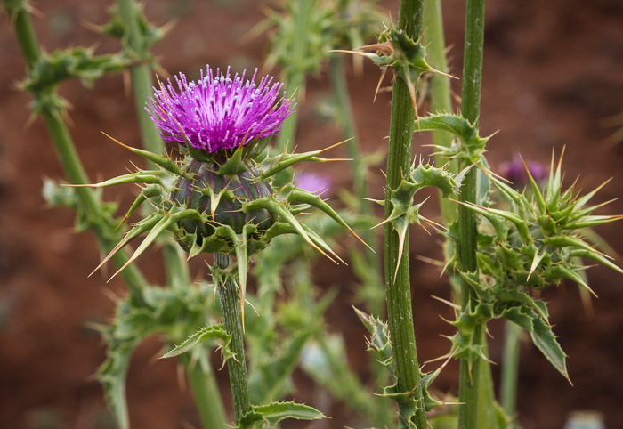 image of Silybum marianum, Blessed Milk-thistle, Blessed-thistle, Milk-thistle