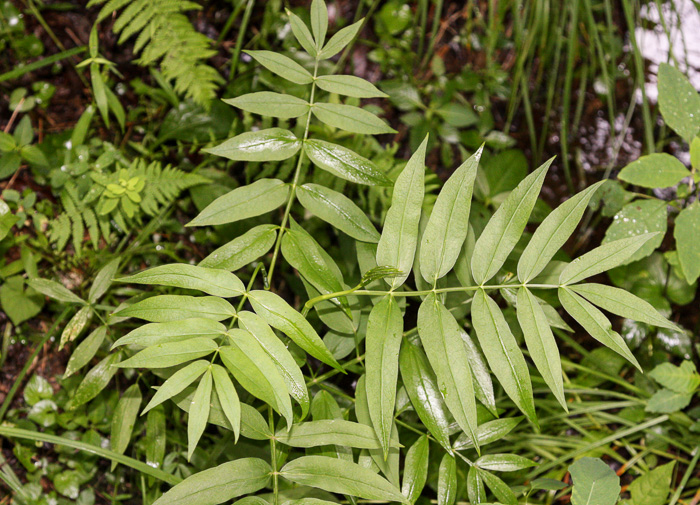 image of Sium suave, Hemlock Water-parsnip