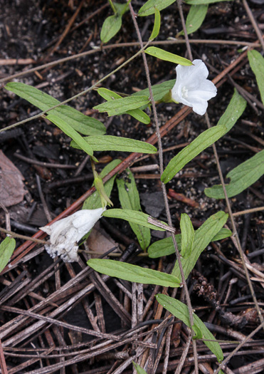 Narrowleaf Dawnflower