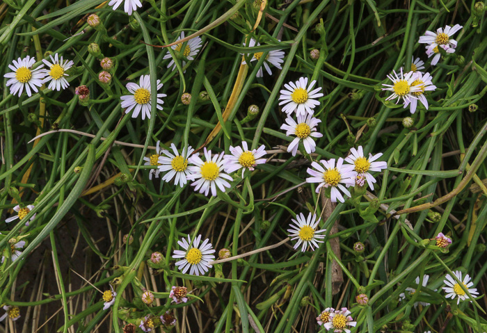 Perennial Saltmarsh Aster