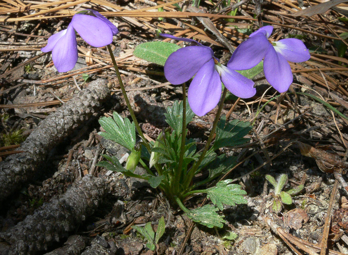 image of Viola pedata var. flabellata, Sandhills Birdsfoot Violet