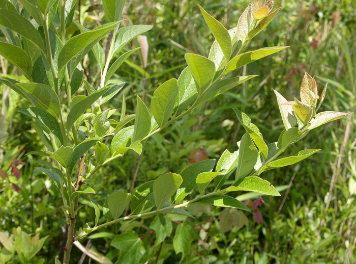 image of Vaccinium virgatum, Rabbiteye Blueberry, Swamp Blueberry, Rabbitberry, Smallflower Blueberry