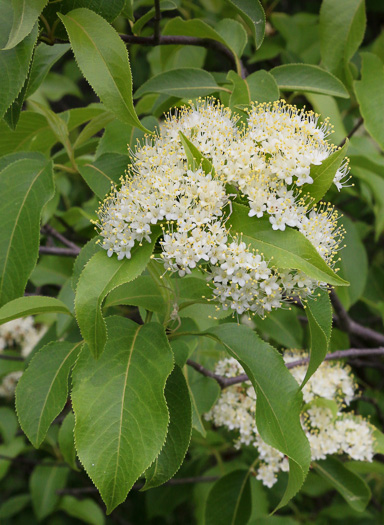 image of Viburnum lentago, Nannyberry, Sheepberry