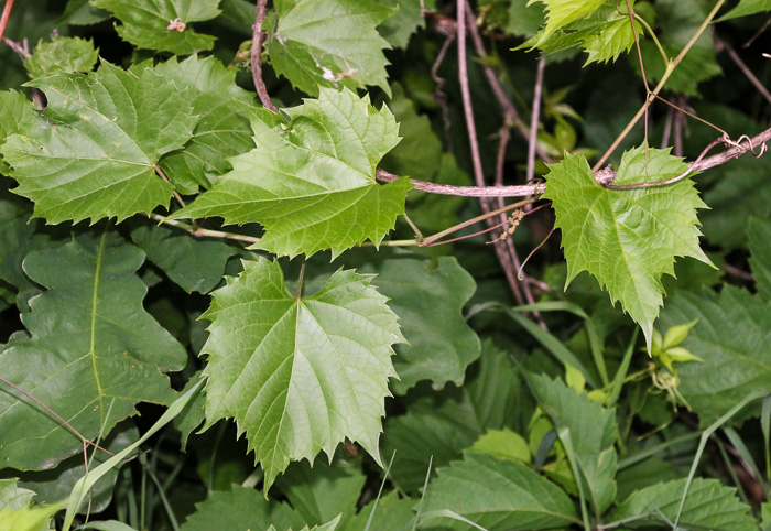 Vitis riparia, Riverbank Grape