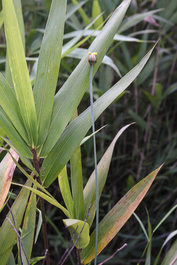 image of Xyris chapmanii, Chapman's Yellow-eyed-grass