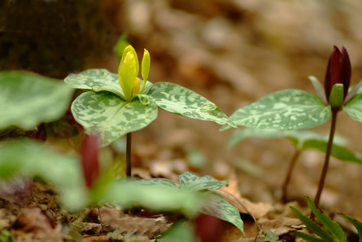 image of Trillium cuneatum, Little Sweet Betsy, Purple Toadshade