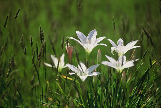 image of Zephyranthes atamasco, Common Atamasco-lily, Rain-lily, Easter Lily, Naked Lily