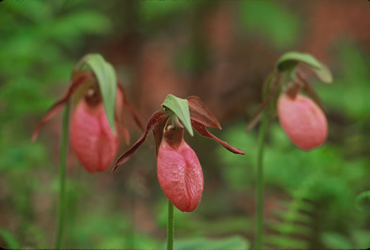 image of Cypripedium acaule, Pink Lady's Slipper, Mocassin Flower