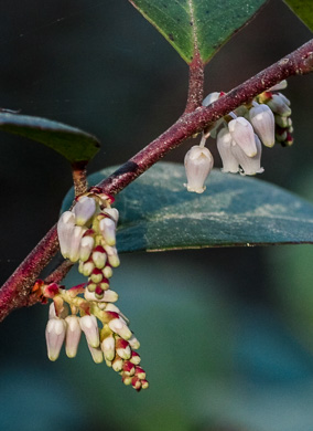 image of Leucothoe axillaris, Coastal Doghobble