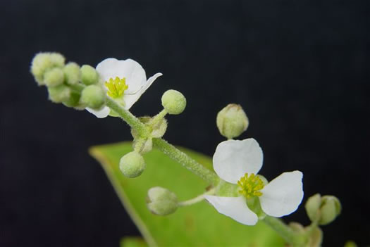 image of Sagittaria latifolia +, Broadleaf Arrowhead, Duck Potato, Common Arrowhead