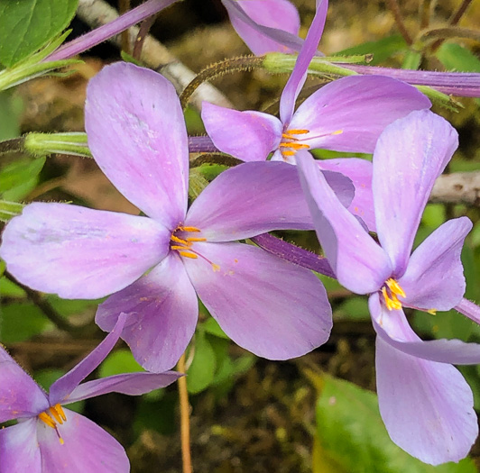 image of Phlox stolonifera, Creeping Phlox