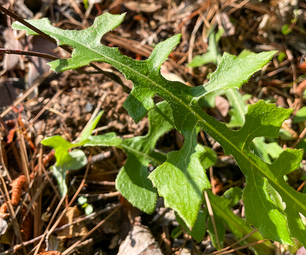 image of Lactuca hirsuta, Red Wood Lettuce, Downy Lettuce, Hairy Lettuce