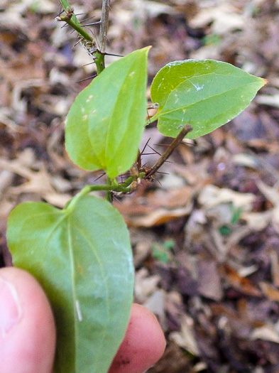 image of Smilax hispida var. hispida, Bristly Greenbrier, Hellfetter, Chinaroot, Chaneyroot