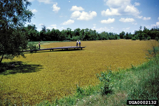 image of Salvinia molesta, Giant Salvinia, Kariba Weed