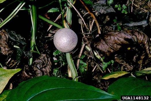 image of Dioscorea bulbifera, Air Yam, Air Potato