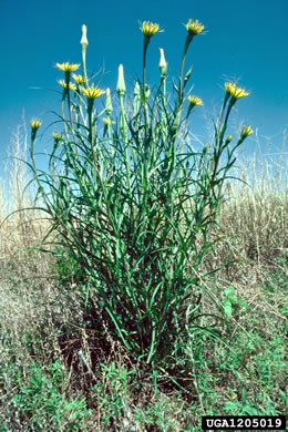 image of Tragopogon dubius, Vegetable-oyster, Yellow Salsify, Western Salsify, Yellow Goatsbeard