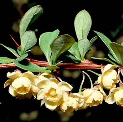 image of Berberis thunbergii, Japanese Barberry