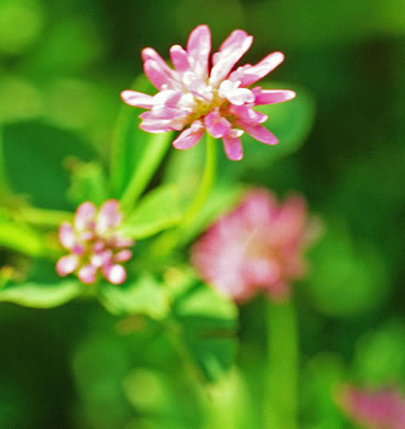 image of Trifolium resupinatum, Persian Clover, Reversed Clover