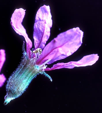 image of Lythrum salicaria, Purple Loosestrife