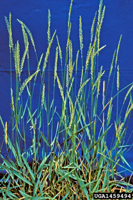 image of Elymus repens, Quackgrass, Dog-grass, Witchgrass