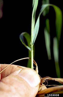 image of Elymus repens, Quackgrass, Dog-grass, Witchgrass