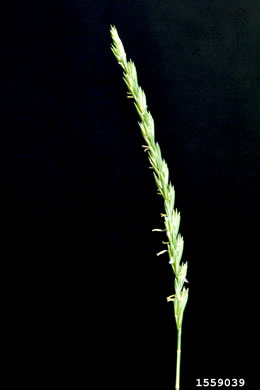 image of Elymus repens, Quackgrass, Dog-grass, Witchgrass