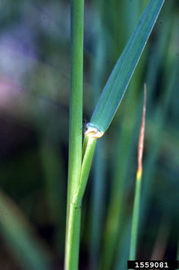 image of Phragmites australis, Common Reed, Old World Reed