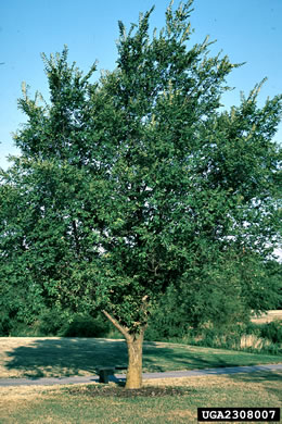 image of Ulmus pumila, Siberian Elm, Dwarf Elm