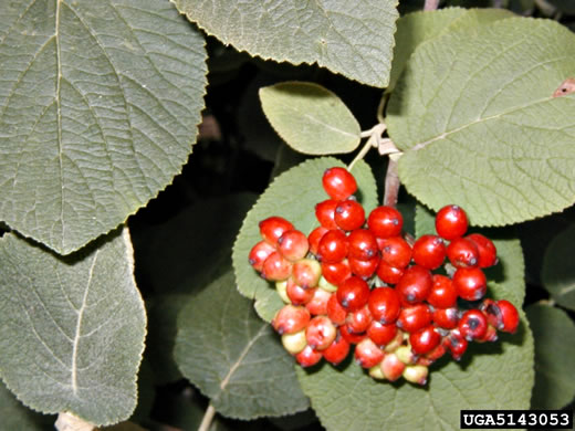 image of Viburnum lantana, Wayfaring Tree