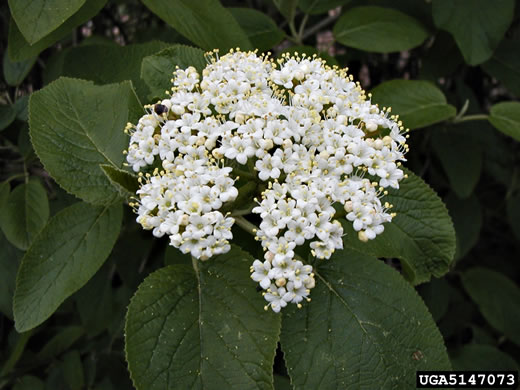 image of Viburnum lantana, Wayfaring Tree