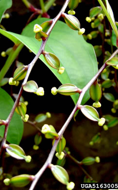 image of Dioscorea alata, Water Yam, White Yam, Great Yam, Winged Yam