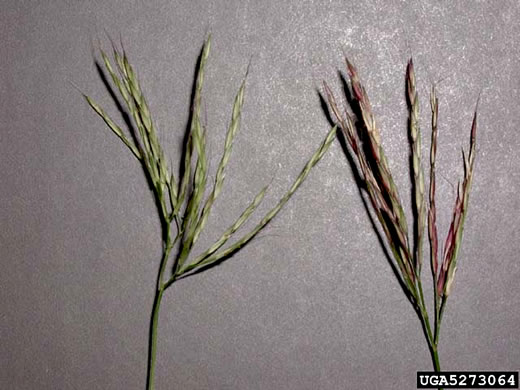 image of Arthraxon hispidus var. hispidus, Hairy Jointgrass, Small Carpgrass, Joint-head Grass, Basket Grass