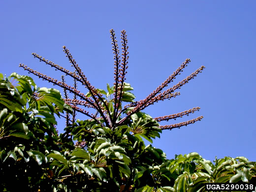 image of Heptapleurum actinophyllum, Australian Umbrella Tree, Octopus Tree, Schefflera