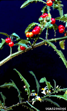 image of Solanum tampicense, Wetland Nightshade, Aquatic Soda Apple