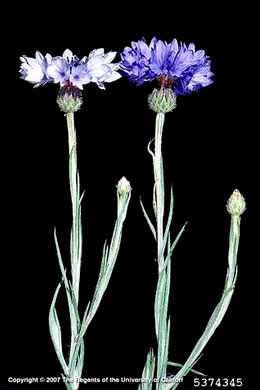 image of Cyanus segetum, Bachelor's Buttons, Cornflower